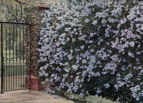 The Ceanothuses Are Beautiful Deciduous Shrubs For Walls. Colour photo by R. A. Malby.