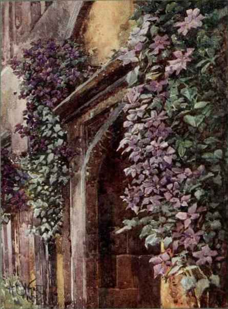 All The Forms Of Clematis Jackmanii Are Beautiful. Painted by A. C. Wyatt.
