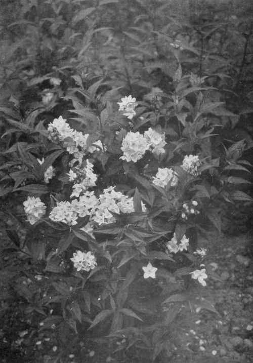 A Queen Of Modern Deutzias. D. discolor grandiflora. Photo by R. A. Malby.