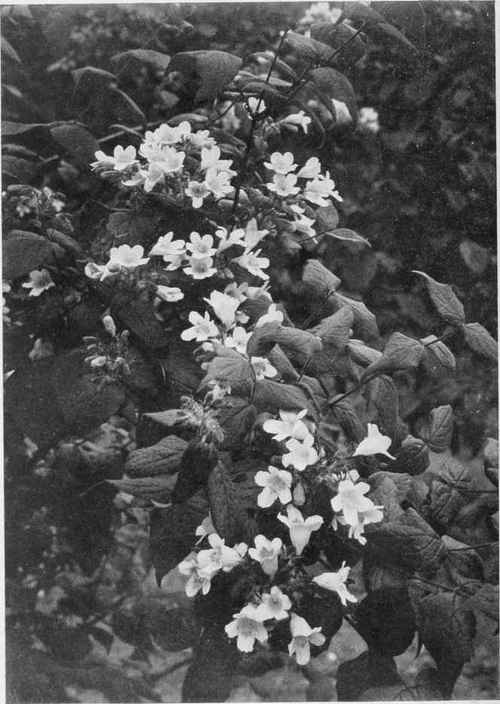 Kolwitzia Amabilis. A new Shrub from the Far East. Photo by R. A. Malby.