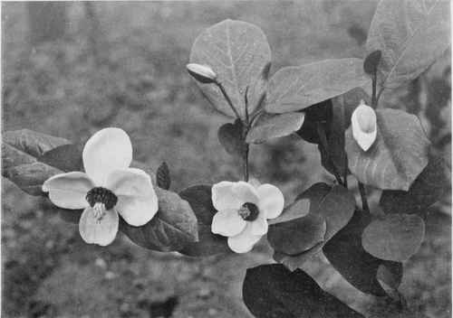 The small flowered magnolia. M. parviflora. Photo by R. A. Malby.