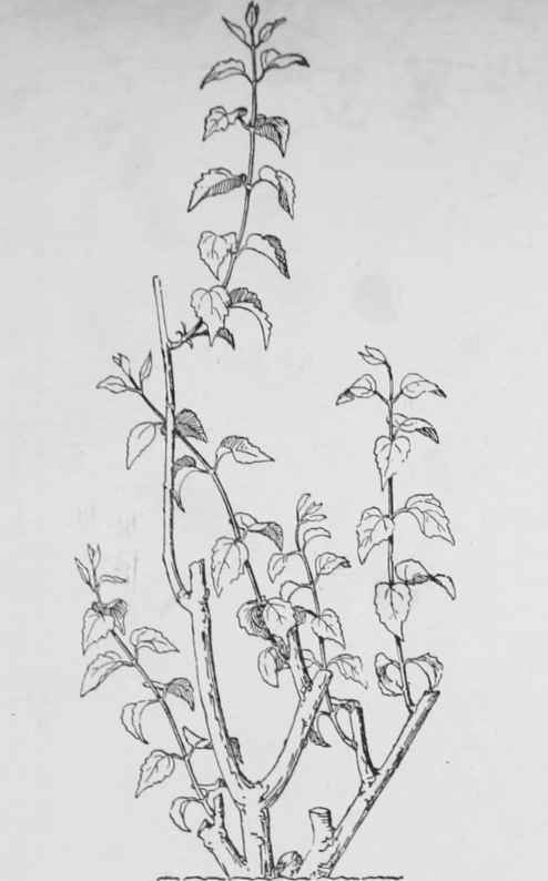 Pruning Shrubs - A framework showing the old wood, the wood of the previous year, and the shoots of the current year.