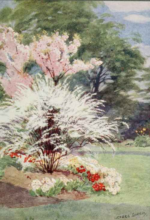 Shrubs should be considered for the rock garden, because they enter into harmonious relations with other occupants. Spiraea arguta is here shown. Painted by George Soper.