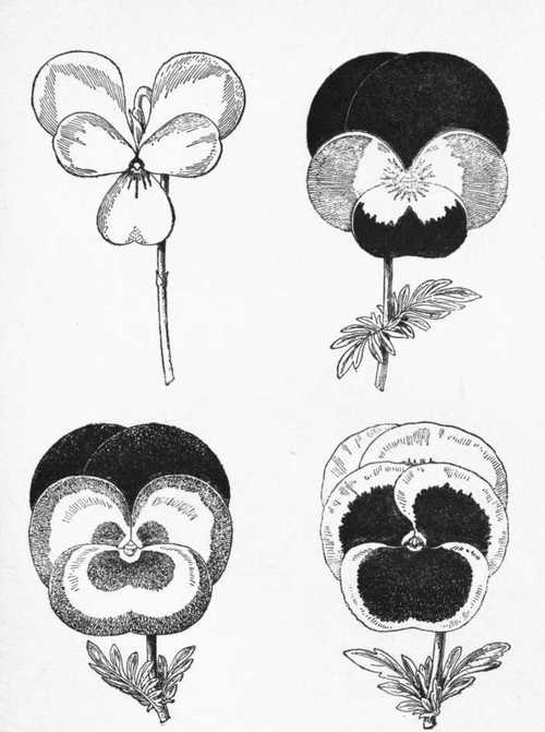 The Development of the Pansy.
