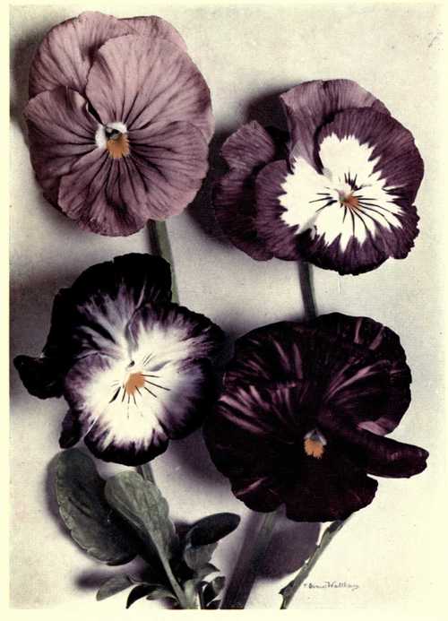 Plate 4. Four Fancy Violas