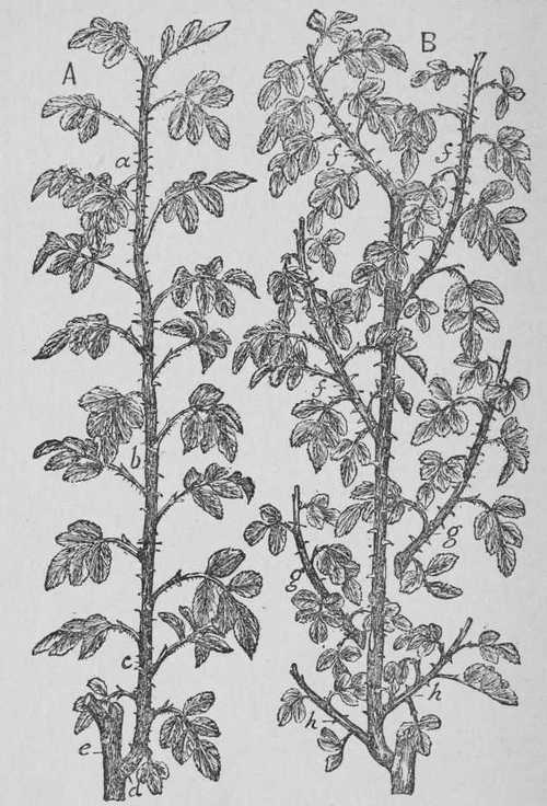 Fig. 10. Selection Of Wood For Rose Cuttings