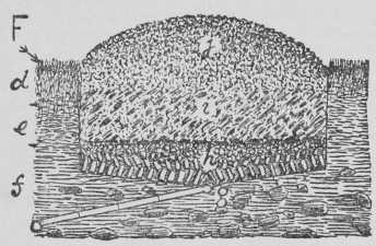 Fig. 14. How To Prepare Soil For Planting Roses. III A