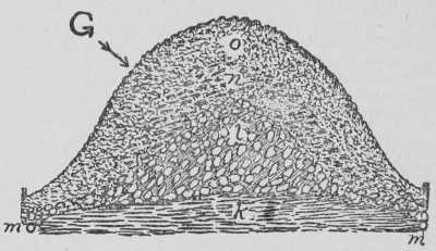 Fig. 14. How To Prepare Soil For Planting Roses. III B