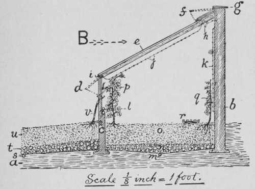 Fig. 22. How To Plant The Rose Mar�chal Niel In A Lean-to-House