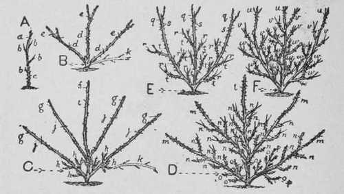 Fig. 26. How To Prune The Rose William Allen Richardson For Wall Or Trellis