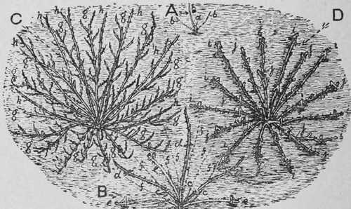 Fig. 29. Pruning Pegged-Down Roses. Branches Left Long