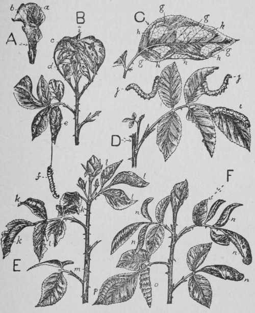 Fig. 36. Attacks Of Caterpillars And Grubs On Roses