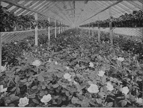 Fig. 43. A House Of Pot Roses