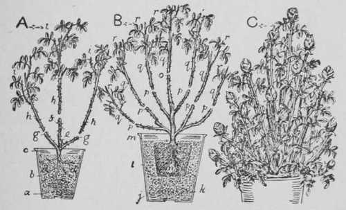 Fig. 46. Roses In Pots. Pyramids