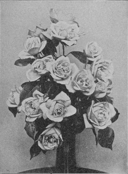 Fig. 48. Cooling's Yellow Noisette, A Beautiful Garden Rose