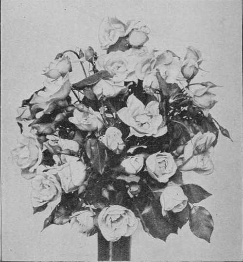 Fig. 49. Souvenir De Catherine Guillot, Another Charming Garden Rose