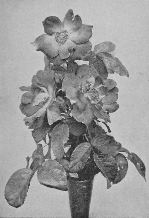 Fig. 50. Bellefleur