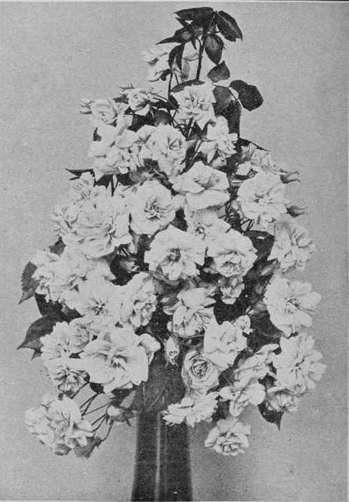 Fig. 51. Claire Jacquier