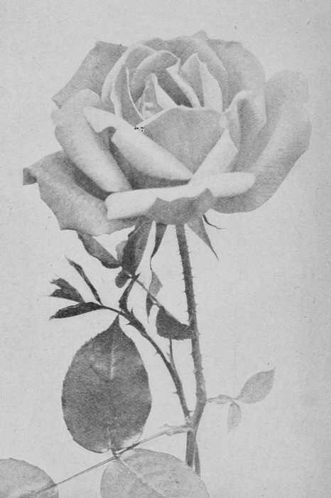 Fig. 56. H.T. Lady Battersea