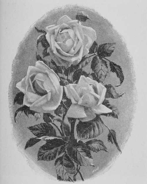 Fig. 57. H.T. La France