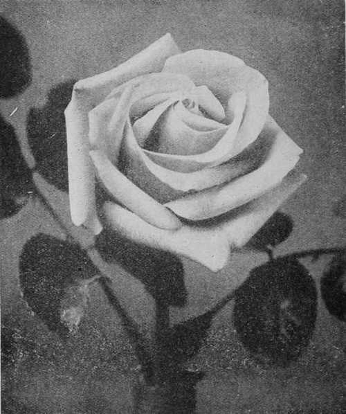 Fig. 58. H.T. Liberty