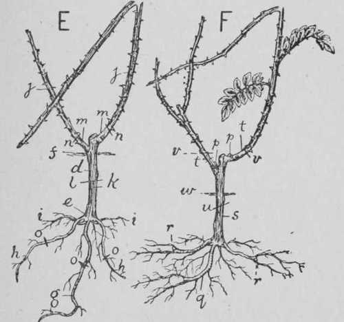 Fig. 6. Stocks For Roses. II. Cutting Brier