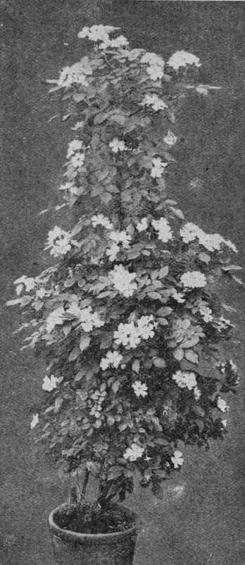 Fig. 62. Polyantha Leuchtstern.
