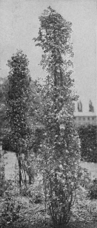 Fig. 63. Polyantha Carmine Pillar