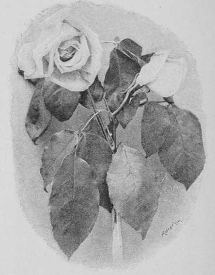 Fig. 64. T. Innocente Pirola