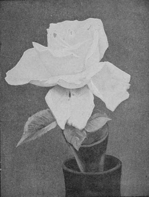 Fig. 65. T. Maman Cochet