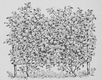 Fig. 78. The Hurdle Covered With Roses