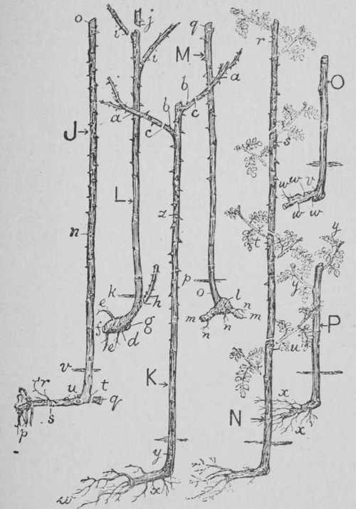 Fig. 8.-Stocks For Roses.-IV. Briers From Hedgerows