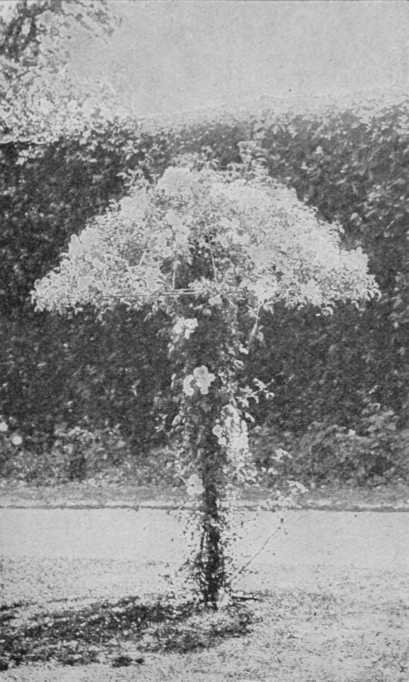 Fig. 82. A Rose Umbrella