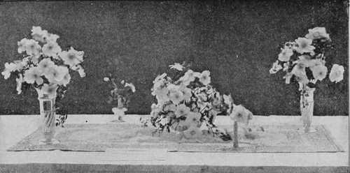Fig. 86. A Table Of Rosa Himalayica