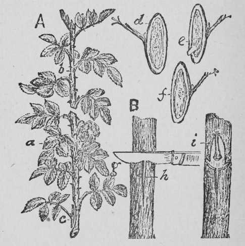 Fig 9.-How To Bud Roses