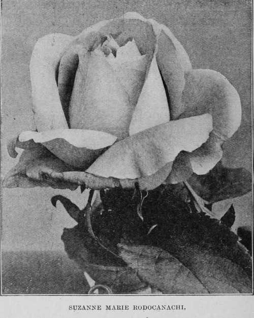 Suzanne Marie Rodocanachi