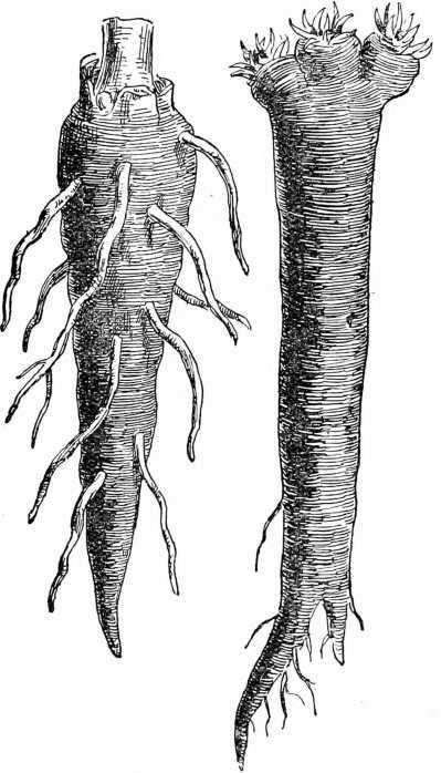 Fig. 39. Aconite. Fig. 40. Horseradish.