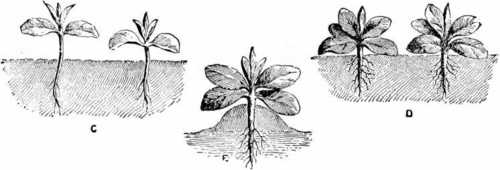Fig. 52. How To Raise Cabbages And Other Greens For Winter And Spring.