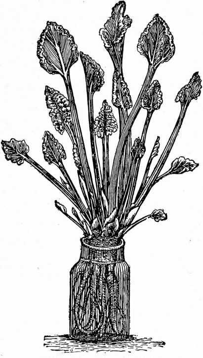 Fig. 83. Forcing Rhubarb.