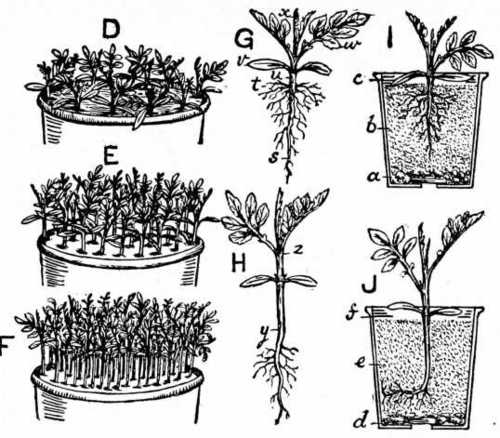 Fig. 85. How To Raise Tomatoes.