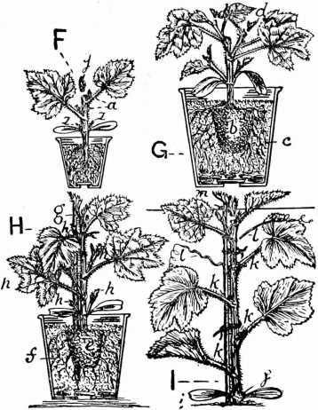 Fig. 57. How To Stop Cucumbers For Frames And Houses.