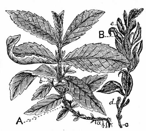 Fig. 32. Mint Disease.