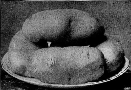 Fig. 72. Potato Type - Ideal