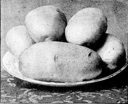 Fig. 80. Potato Type - Peerless Rose.
