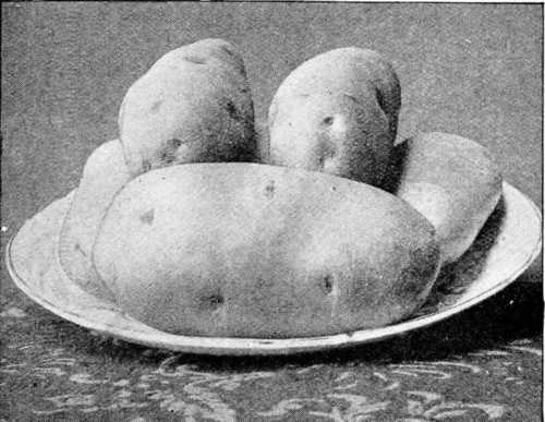 Fig. 76. Potato Type - Pride Of Tonbridge.