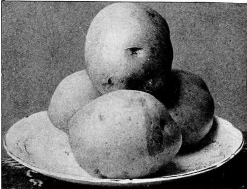 Fig. 78. Potato Type - Royal Sovereign.