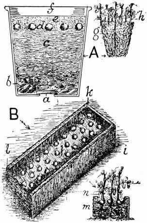 Fig. 62. Raising Peas In Pots And Boxes.