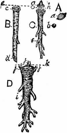 Fig. 84. Raising Seakale.