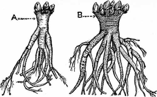 Fig. 82. Rhubarb Grown From Seed.