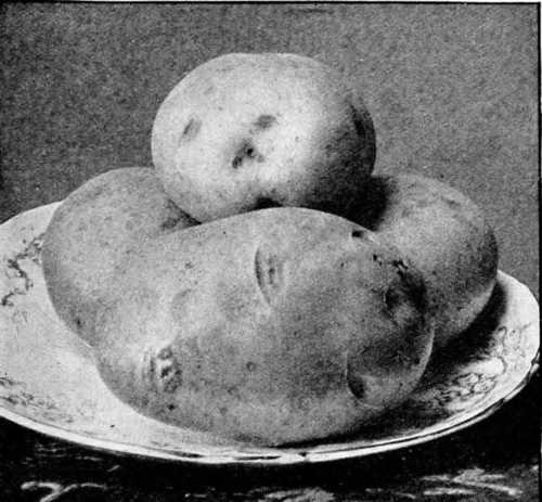 Fig. 81. Up-to-date As A Round Potato.